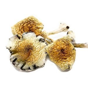 Alternative view of B plus Magic Mushroom