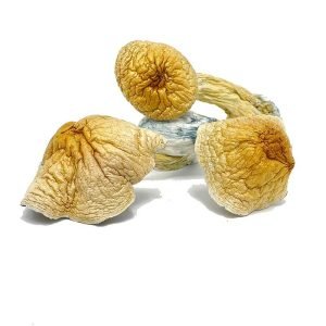 Alternative view of Reishi Magic Mushroom