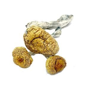 Alternative view of Mazatapec Magic Mushroom