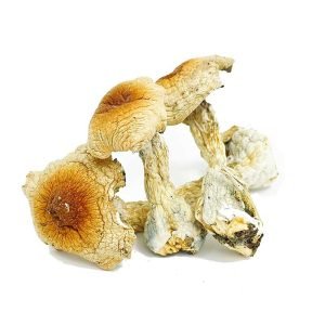 Alternative view of Red Boy Magic Mushroom