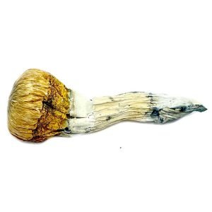 Alternative view of Treasure Coast Mushroom