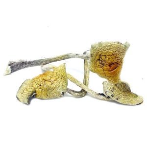 Alternative view of Yeti Magic Mushroom