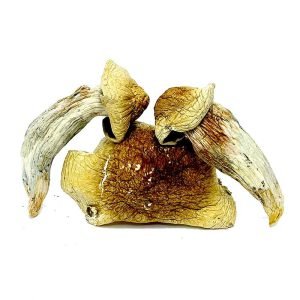 Alternative view of Brazil Magic Mushroom