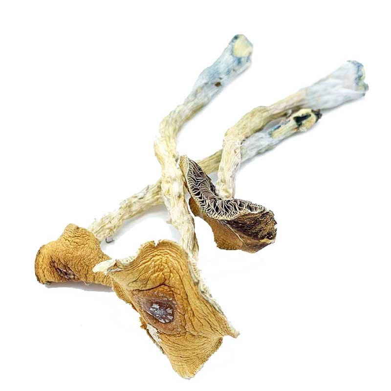 Florida White Magic Mushroom