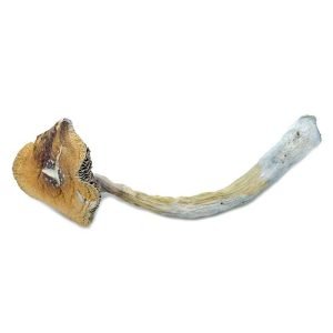 Alternative view of Florida White Magic Mushroom