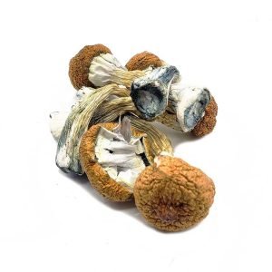 Alternative view of Amazon Magic Mushroom