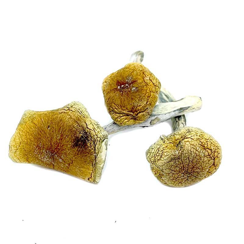 Psilocybin Semilanceata Magic Mushroom - Image 2