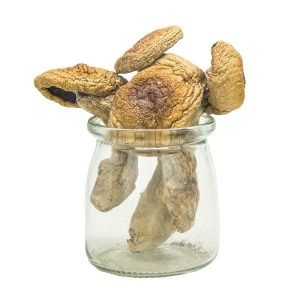 Alternative view of A+ Magic Mushrooms