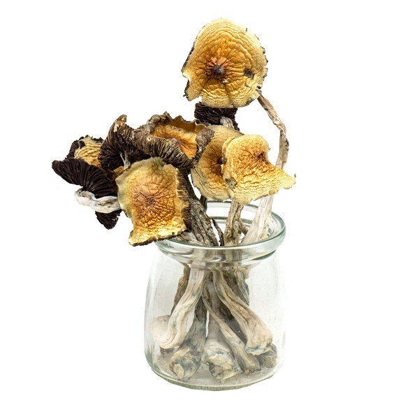 Golden Emperor Magic Mushrooms - Image 3