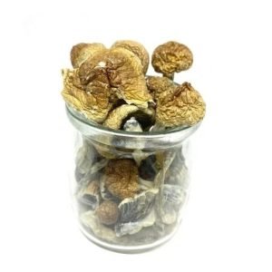 Alternative view of Hawaiian Magic Mushrooms
