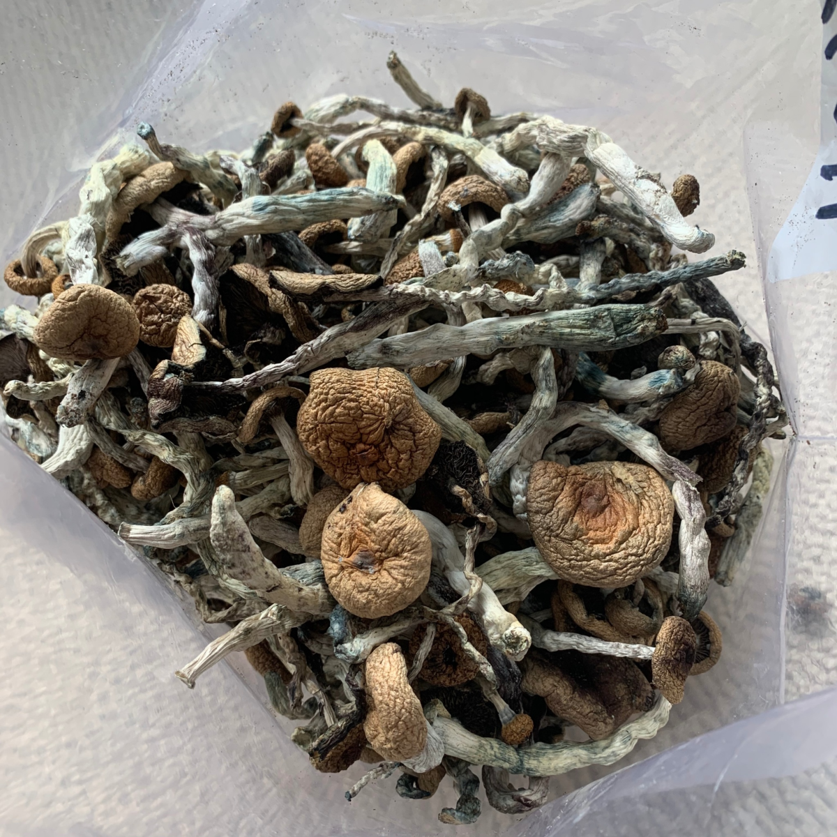 South African Transkei Mushrooms - Image 2