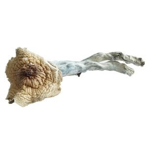 Brazilian Magic Mushrooms