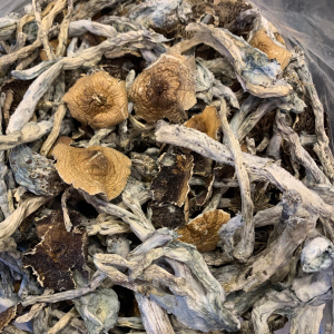 Alternative view of Brazilian Magic Mushrooms