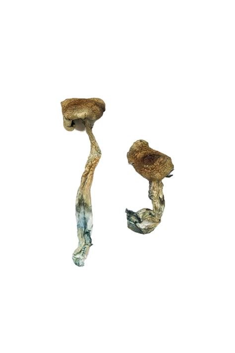 Columbian Rust Magic Mushroom