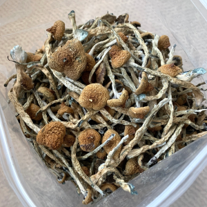 Alternative view of Costa Rican Mushrooms