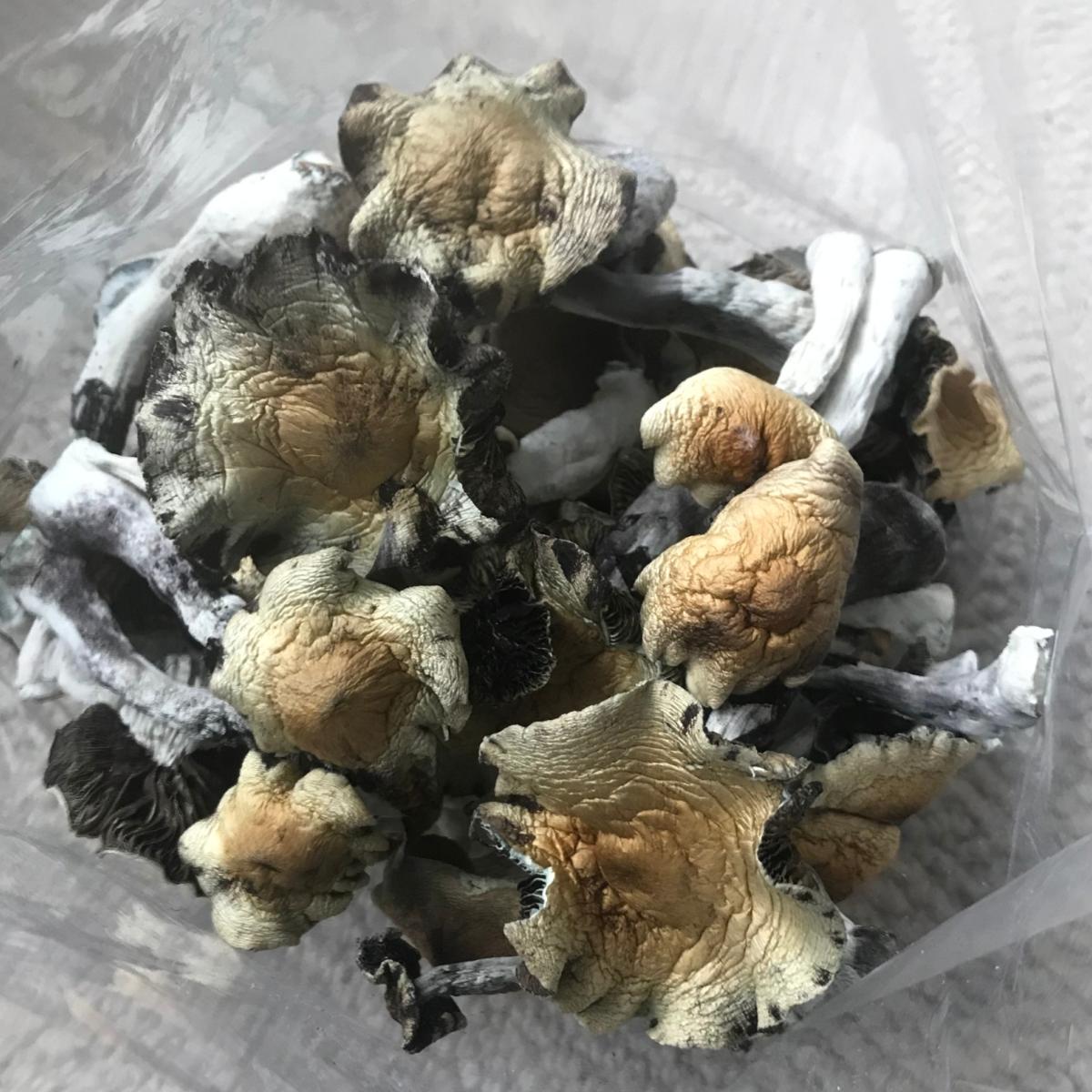 Cubensis B+ Mushrooms - Image 2