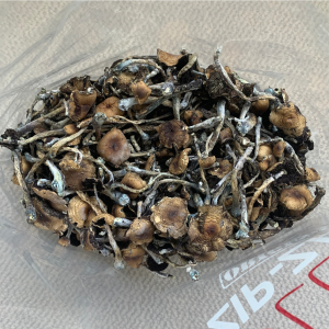 Alternative view of Daddy Long Legs Mushrooms