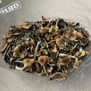 Alternative view of Dream Weavers Mushrooms
