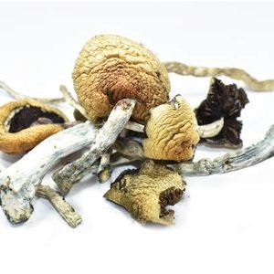 Alternative view of Golden Teacher Magic Mushrooms