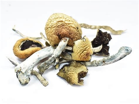 Golden Teacher Magic Mushrooms - Image 2