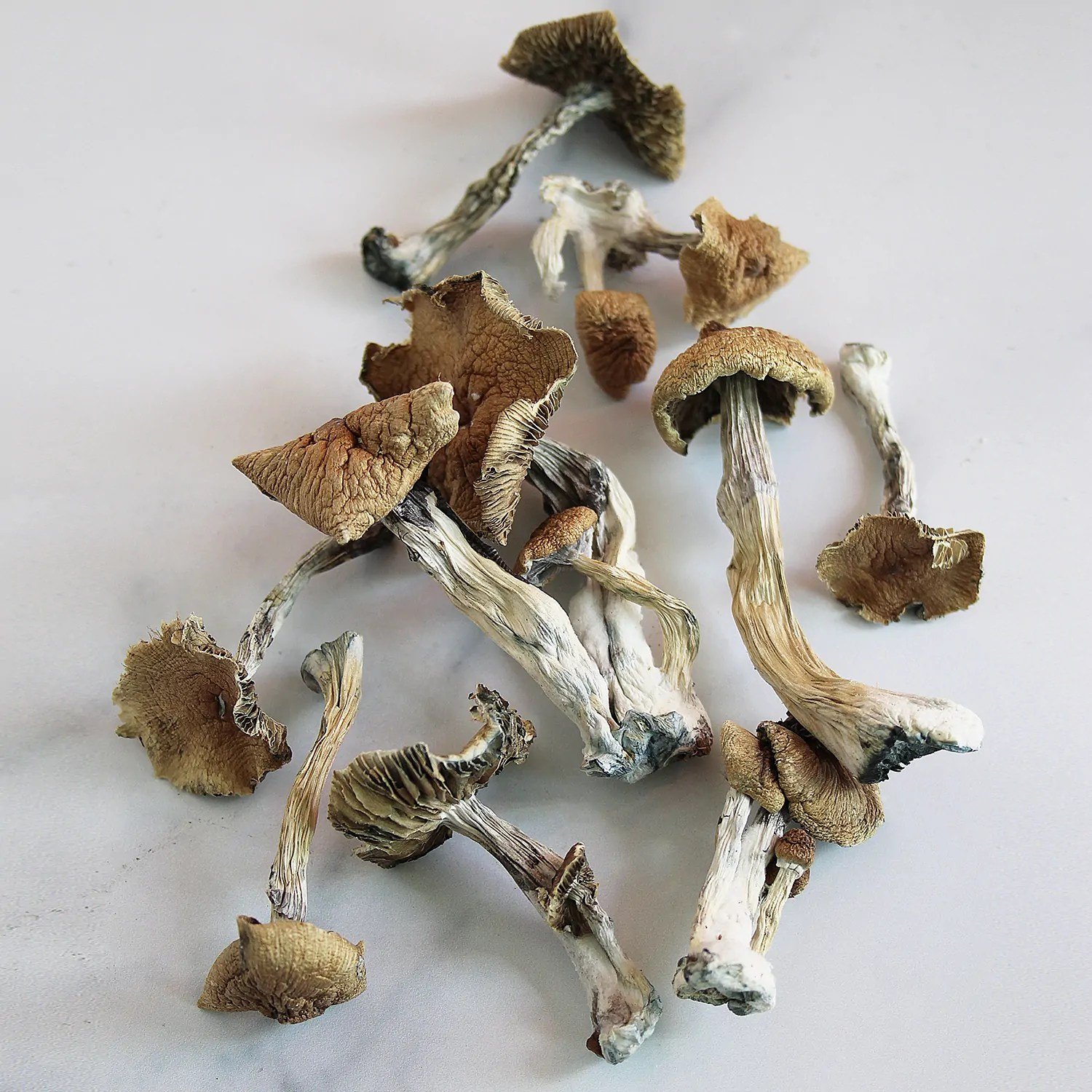 Golden Teacher - Image 2