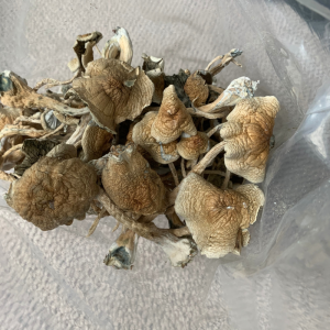 Alternative view of Cuban Cubensis Mushrooms