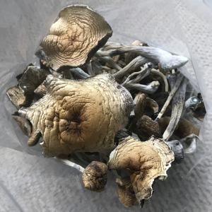 Alternative view of Koh Samui Magic Mushrooms