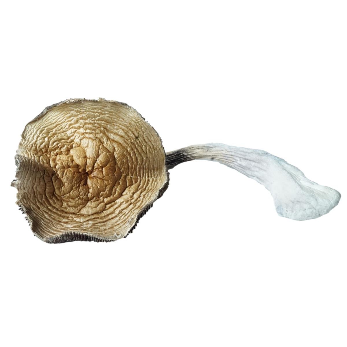 Koh Samui Magic Mushrooms