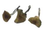 Alternative view of Mexican Dutch King Magic Mushroom (MDK)