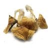 African Transkei Magic Mushrooms