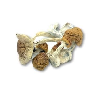 Alternative view of African Transkei Magic Mushrooms