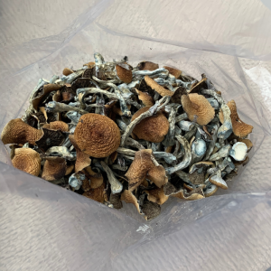 Alternative view of Mexican Mushrooms