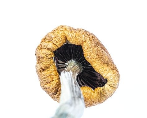 PF Classic Magic Mushroom
