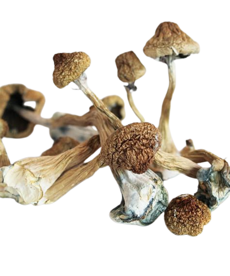 Psilocybe Azurescens Magic Mushroom