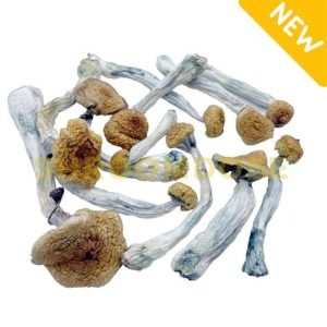 Alternative view of Ecuador Magic Mushroom