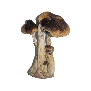 Alternative view of South American Magic Mushrooms