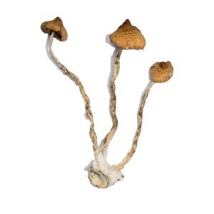 Alternative view of Syzygy Magic Mushrooms