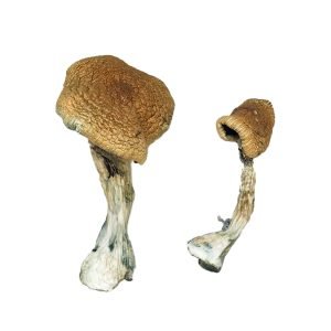 Alternative view of Texas Yellow Cap Magic Mushrooms