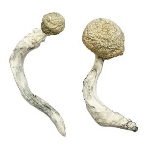 Alternative view of Thrasher Magic Mushrooms