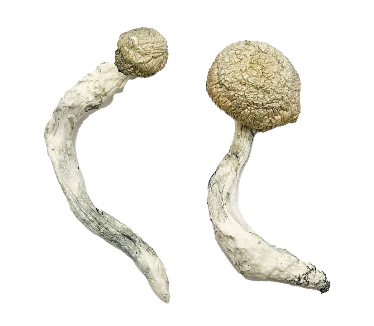 Thrasher Magic Mushrooms - Image 2