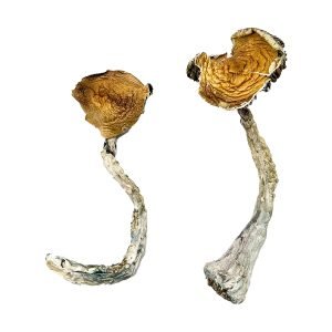 Alternative view of Tidal Wave Magic Mushrooms
