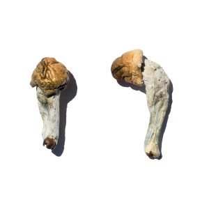 Alternative view of Trans Envy Magic Mushrooms