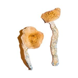 Alternative view of Transkei Magic Mushrooms