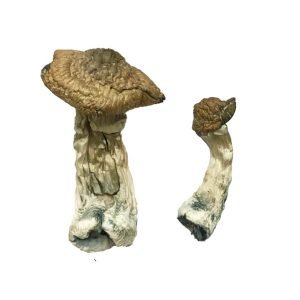 Alternative view of Tri colour Ecuadorian Magic Mushrooms
