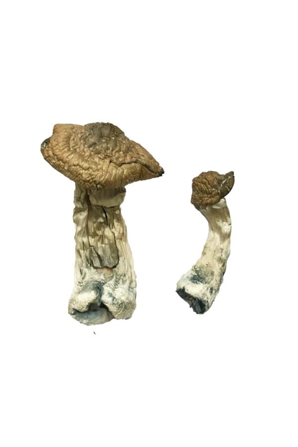 Tri colour Ecuadorian Magic Mushrooms - Image 2