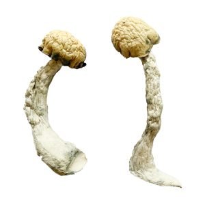 Alternative view of Trinity Magic Mushrooms