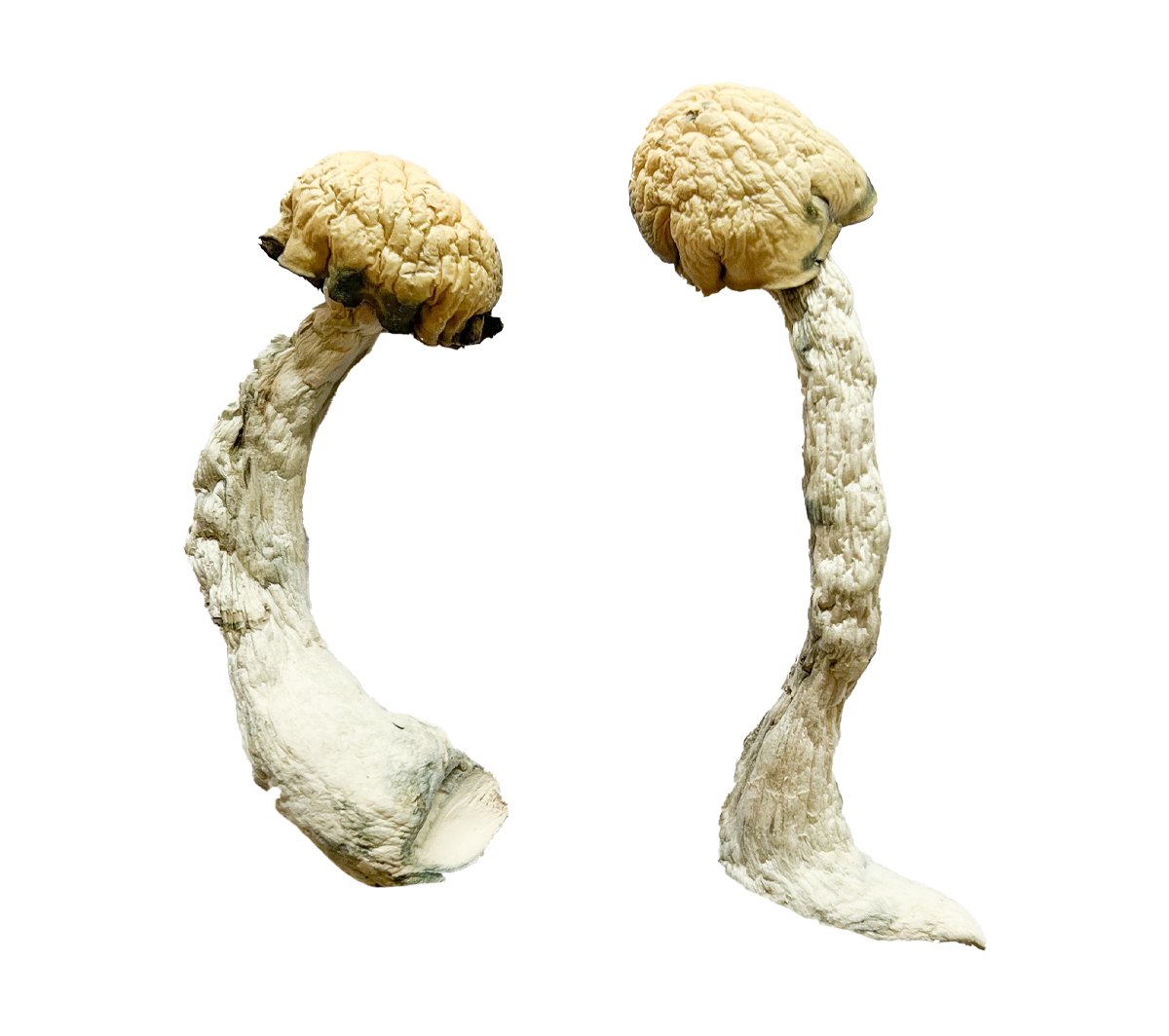Trinity Magic Mushrooms - Image 2