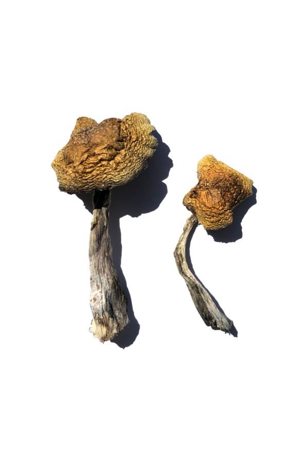Amanita Muscaria Magic Mushroom - Image 3