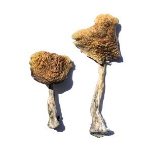 Alternative view of Amanita Muscaria Magic Mushroom