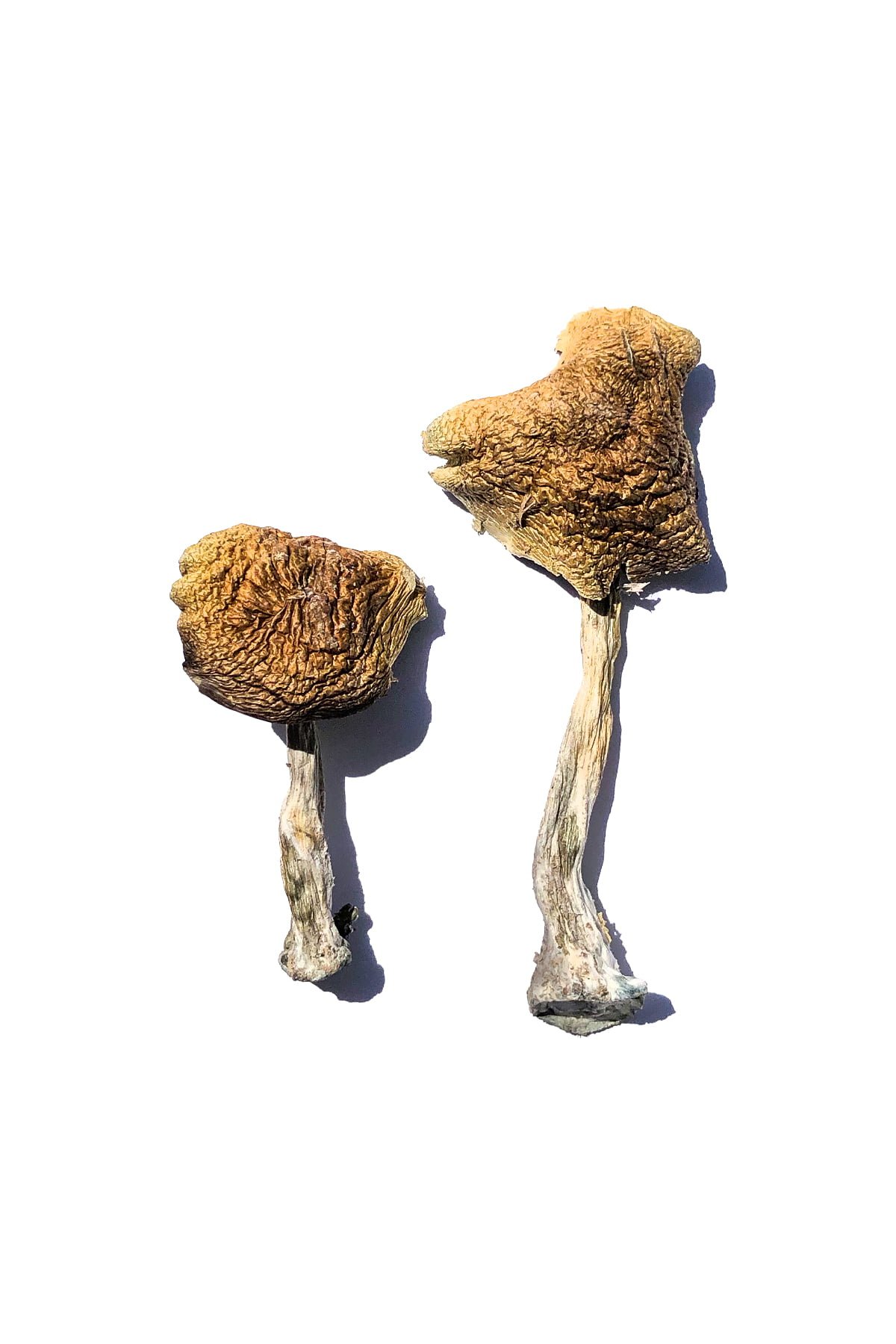 Amanita Muscaria Magic Mushroom - Image 2